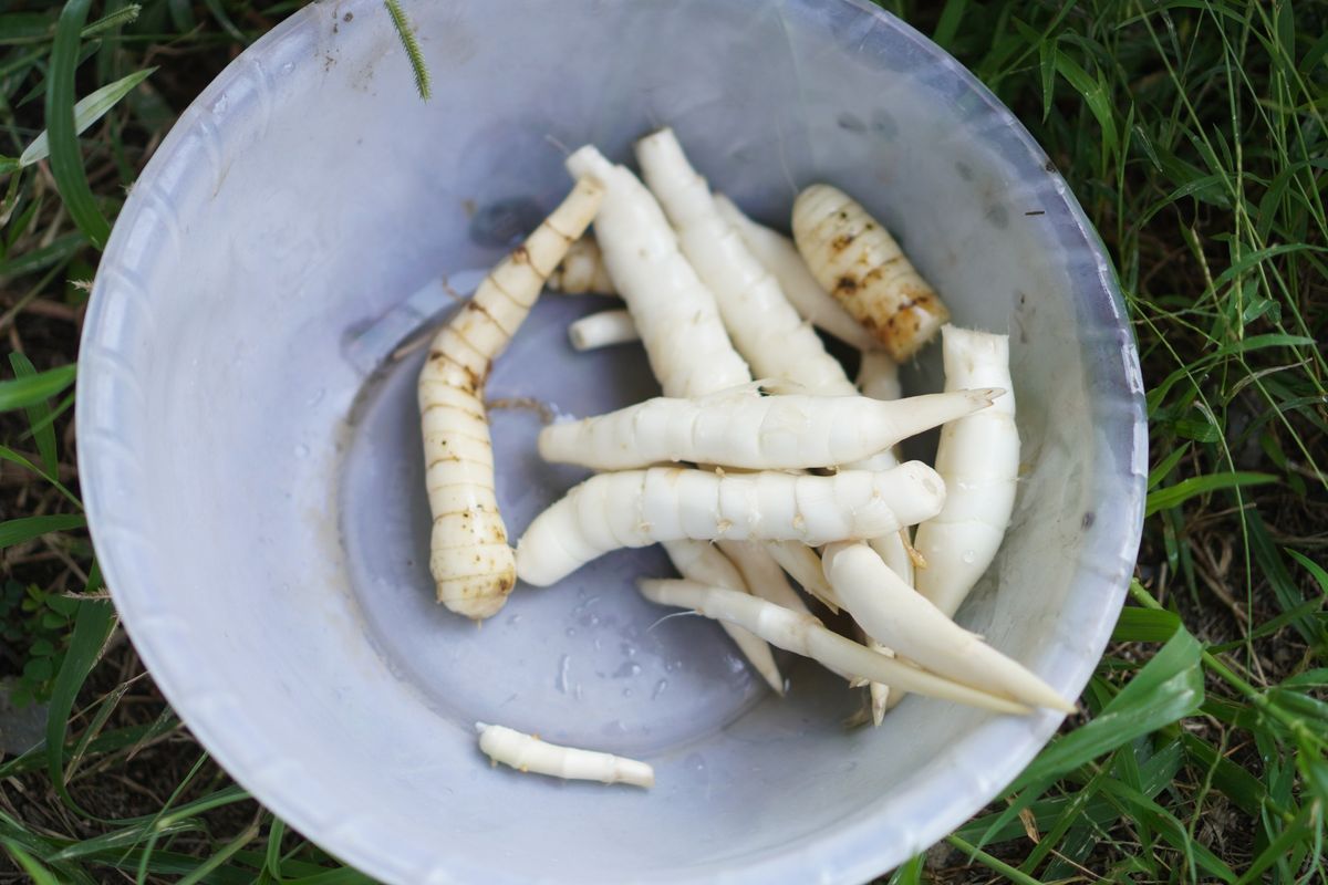 3. Arrowroot - xoNecole