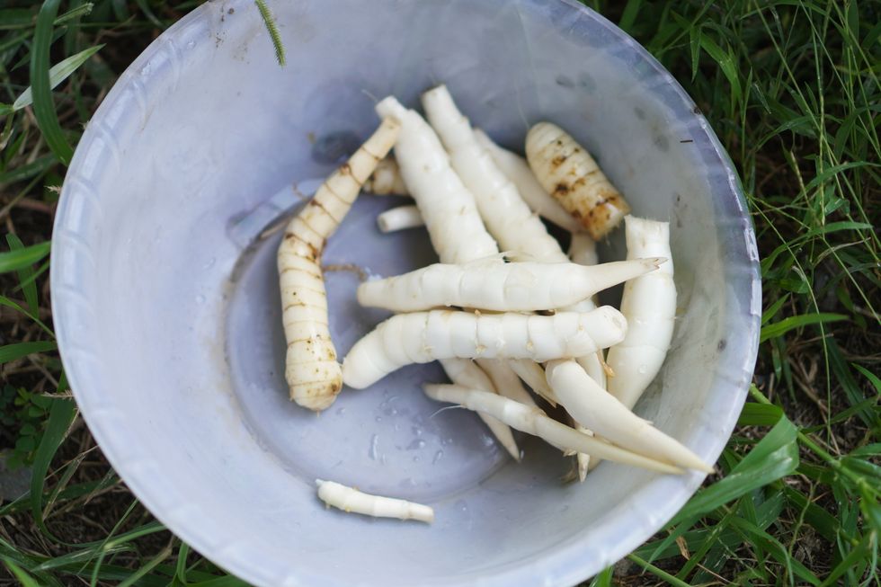 Arrowroot-beauty-hacks