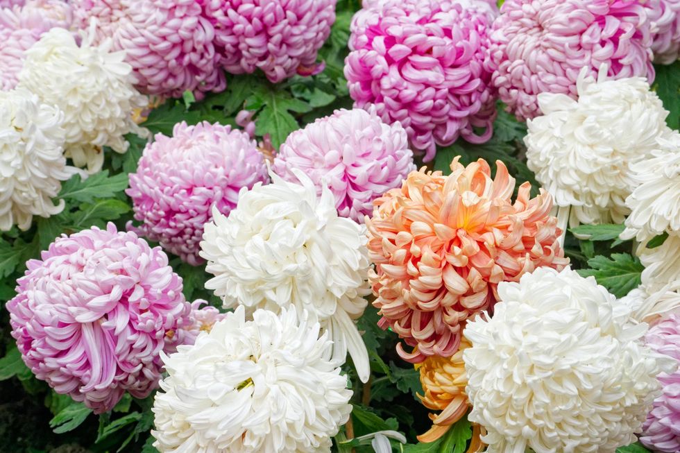 Chrysanthemums