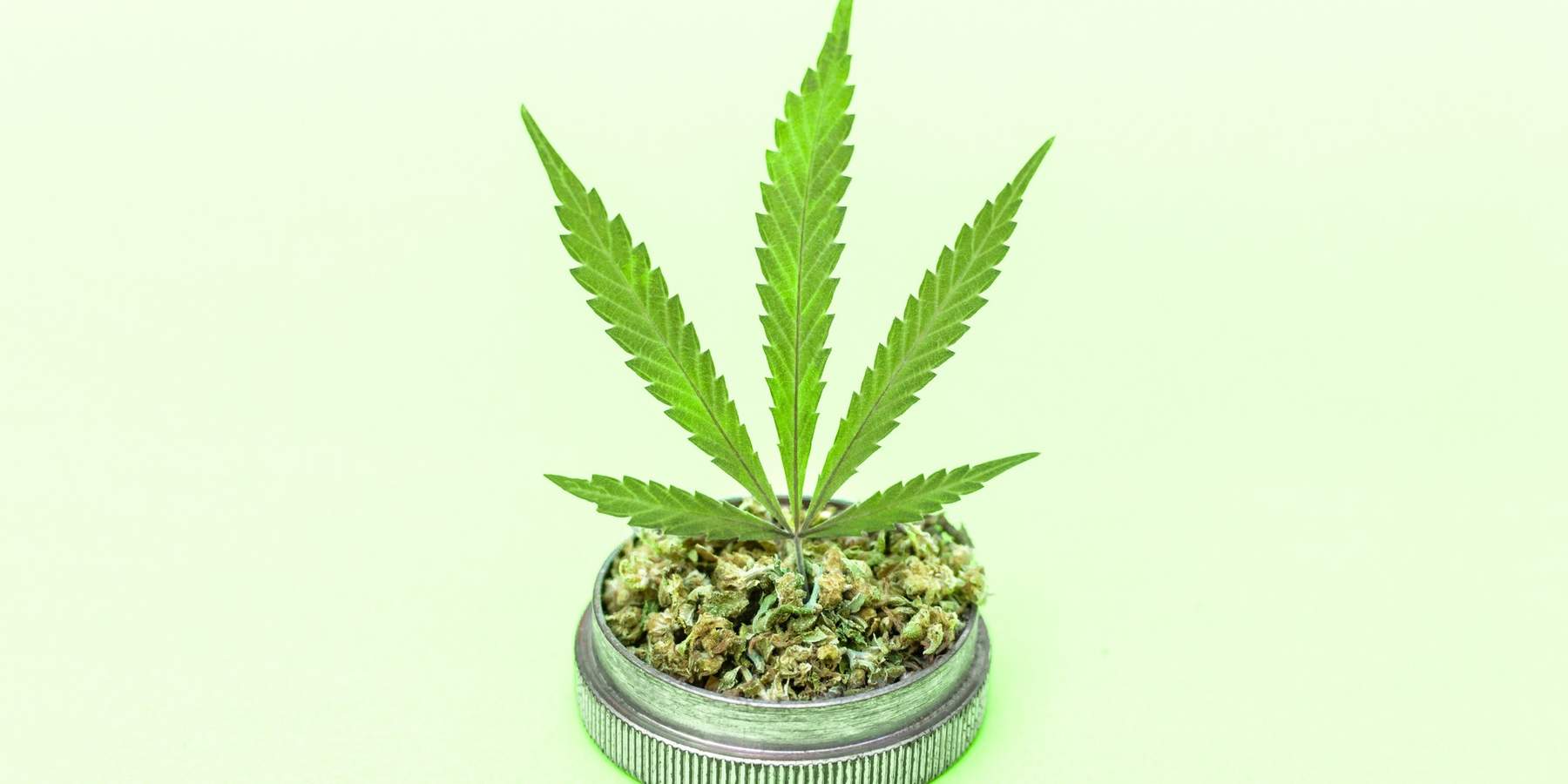 Container-of-marijuana-buds-with-a-marijuana-leaf-sprouting-from-the-top