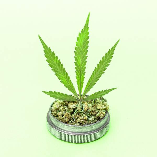 Container-of-marijuana-buds-with-a-marijuana-leaf-sprouting-from-the-top