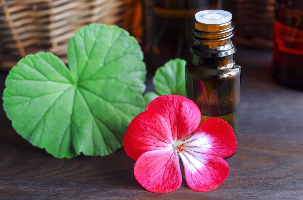 Geranium-essential-oil