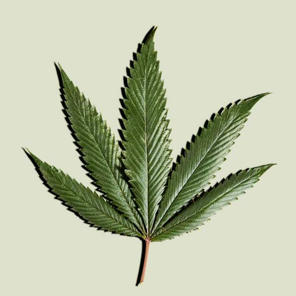 Enter The Magical World Of CBD Oil