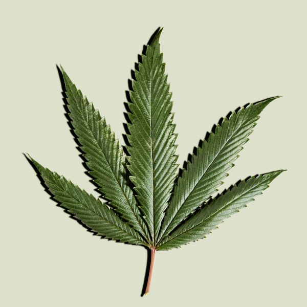 Enter The Magical World Of CBD Oil