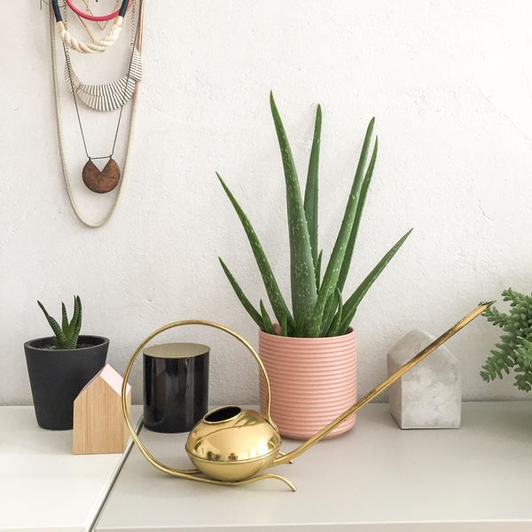 6 Reasons Aloe Vera Is The Only Self-Care Plant You Need