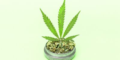 Container-of-marijuana-buds-with-a-marijuana-leaf-sprouting-from-the-top
