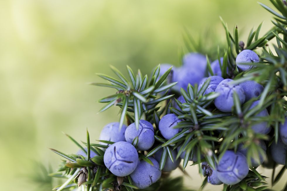 Juniper-berries