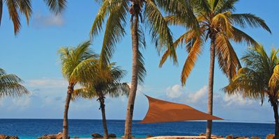curacao-beach-crystal-blue-waters-palm-trees
