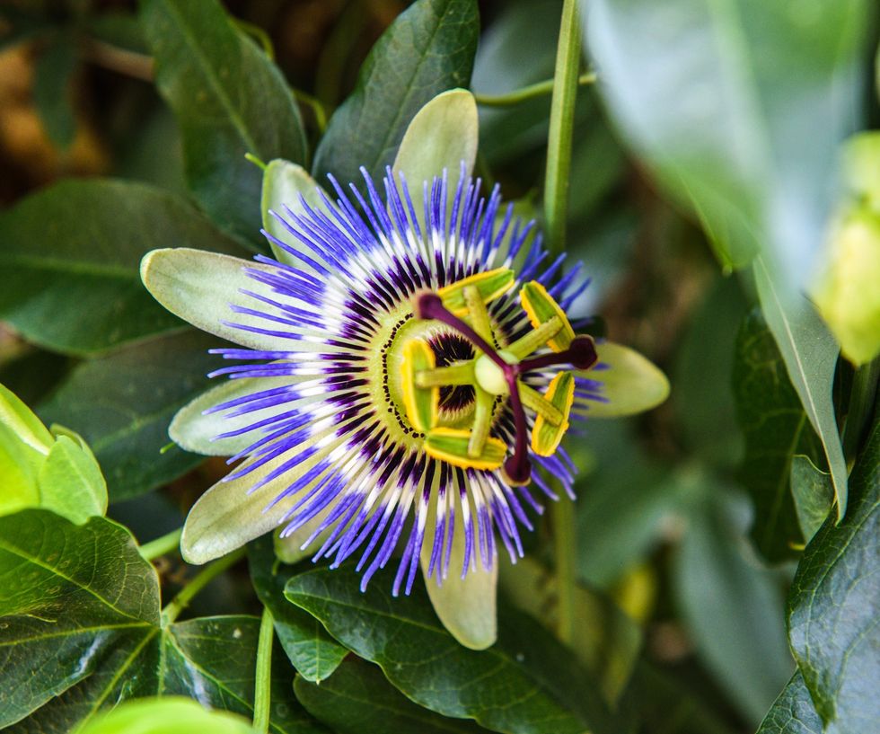 Passion-flower