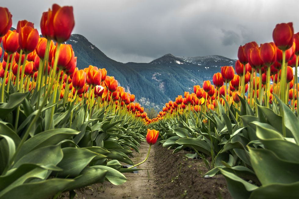 Tulips